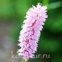 Polygonum  bistorta Hohe Tatra 