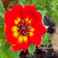 Potentilla  atrosanguinea Gibson's Scarlet