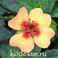 Potentilla  hybrida Twinkling Star