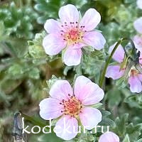 Potentilla porphyrantha