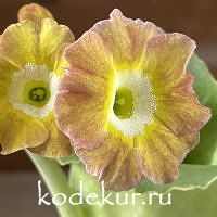 Примула ушковая Абракадабра