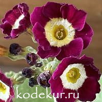 Примула ушковая Аполлон