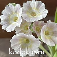 Примула ушковая Астральная