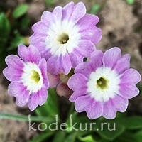 Primula auricula Bartl