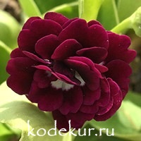 Primula auricula Black Jack