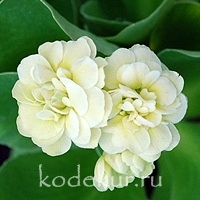 Primula auricula Fine