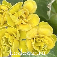 Primula auricula Forest Lemon