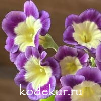 Примула ушковая Гулливер