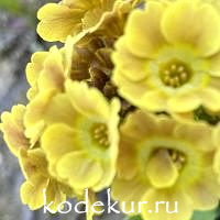 Примула ушковая Каштанка