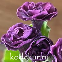 Примула ушковая Куконя