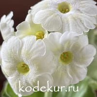 Примула ушковая Майский снег