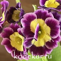 Примула ушковая Матан