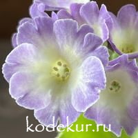 Примула ушковая Пробуждение