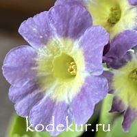 Примула ушковая Провинциалка