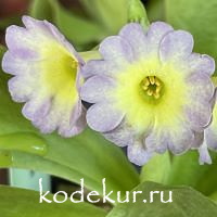 Primula auricula Real Treat