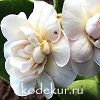 Primula auricula Rose Petal