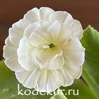 Примула ушковая Снежок