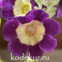 Примула ушковая Свет в окошке