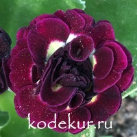 Primula auricula Tess