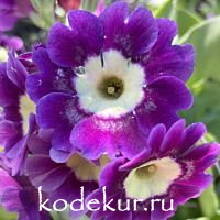 Примула ушковая Вечерок
