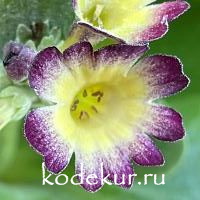 Primula auricula Carnaval