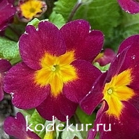 Primula elatior «Crescendo» Cherry