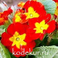 Primula elatior «Crescendo» Red