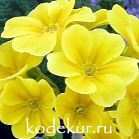 Primula  elatior «Crescendo» Yellow