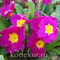 Primula elatior «Crescendo» crimson