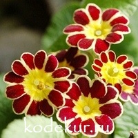 Primula elatior  Gold Lace  Scarlet