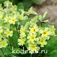 Primula hybrids Francesca