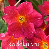 Primula juliae Wanda Tomato Red