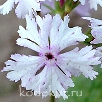 Primula sieboldii Cashima