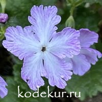 Примула зибольда  Флирт 