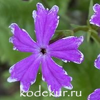 Примула зибольда   Искорка