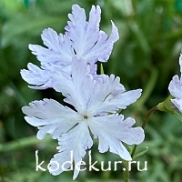 Primula sieboldii Kumor