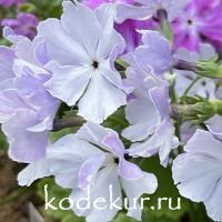 Примула зибольда  Матроска 