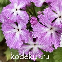 Примула зибольда   Парча