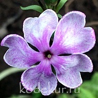 Primula sieboldii Peach Blossom