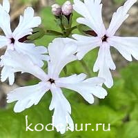 Primula sieboldii Shiro  Tonbo 