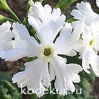 Primula sieboldii Snowbird