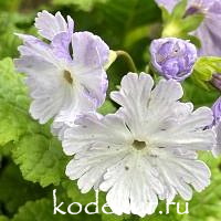 Primula sieboldii Trade Winds 