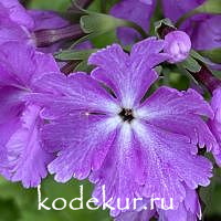 Примула зибольда   Заздравная