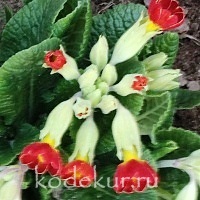 Primula  veris Coronation Cowslips