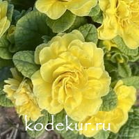 Primula acaulis Belarina  Buttercup Yellow