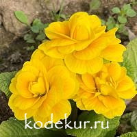 Primula acaulis Belarina  Goldie