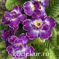 Primula acaulis Belarina  Lively Lilac