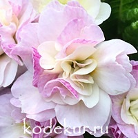 Primula acaulis Belarina  Pink Champagne