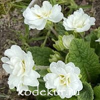 Primula acaulis Lovely Lady Lisa