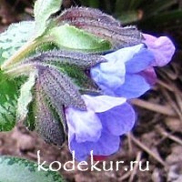 Pulmonaria British Sterling